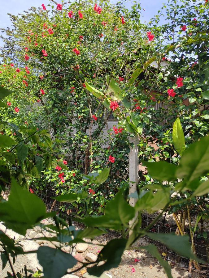 Alba House Villa Puerto Jimenez Ngoại thất bức ảnh